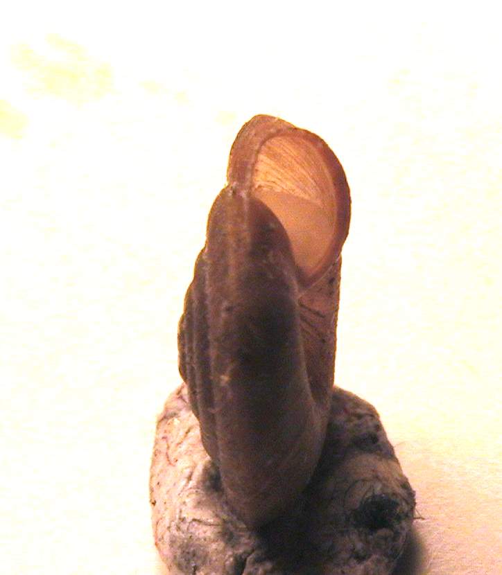 Caracollina (Caracollina) lenticula (Michaud, 1831)